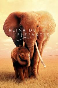 poster de la pelicula Reina de elefantes gratis en HD